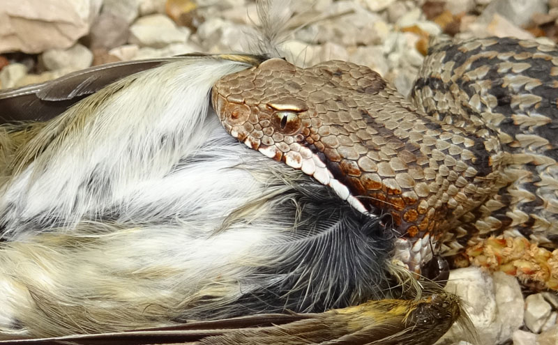 un colpo....di fortuna (Vipera aspis con preda)